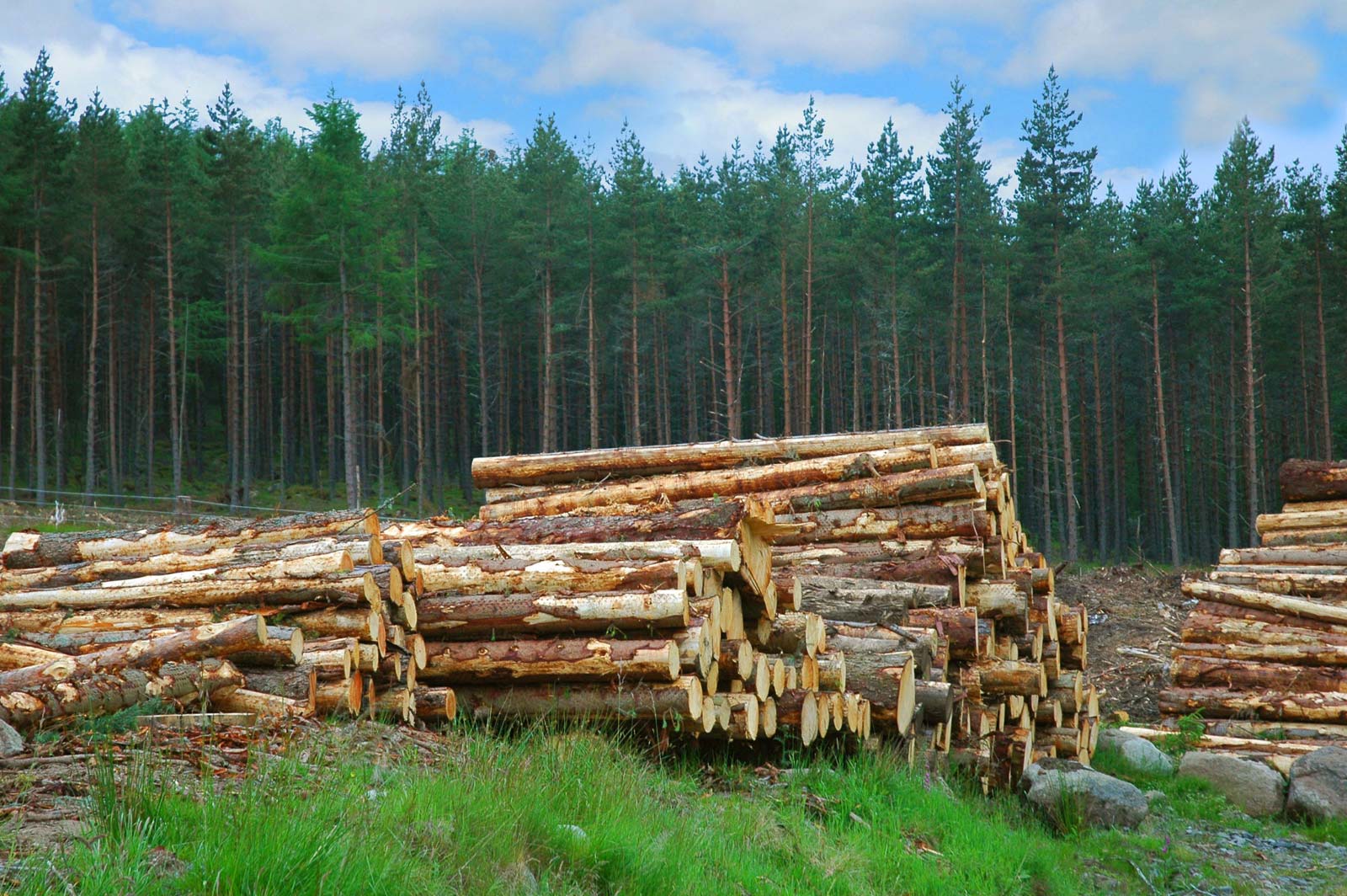 Forestry